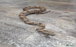 Boa Snake reptiles for sale: Female cb23 small boa poss central american/dwarf  - Image 4