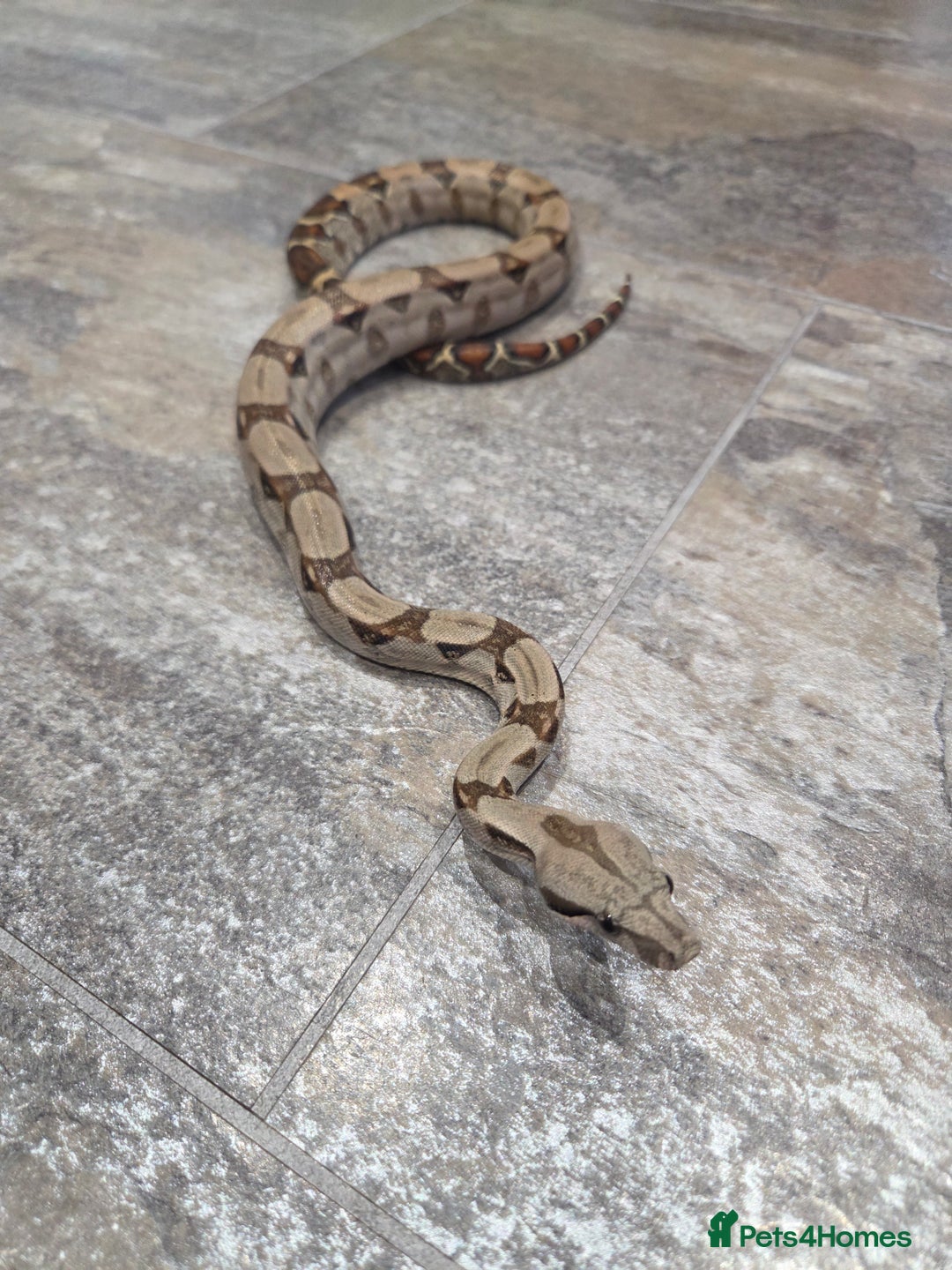 Boa Snake reptiles for sale: Female cb23 small boa poss central american/dwarf  - Image 4