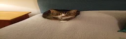 Domestic Shorthair cats for sale: Dog Friendly Tabby Cat Seeking New Family! - Advert 4