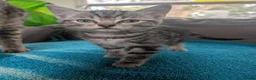 Mixed Breed cats for sale: Beautiful Mixed Tabby Kittens 1 boy 3 girls  - Advert 1