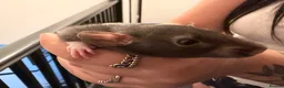 Rat rodents for sale: Adorable baby dumbo rats  - Advert 11