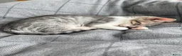 Mixed Breed cats for sale: Adorable Kittens Looking for Their Forever Home 🐾 in Sheffield - Advert 9