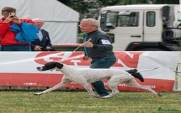 Pointer dogs for sale: 🪶 Pointer puppies 🪶 - Image 10