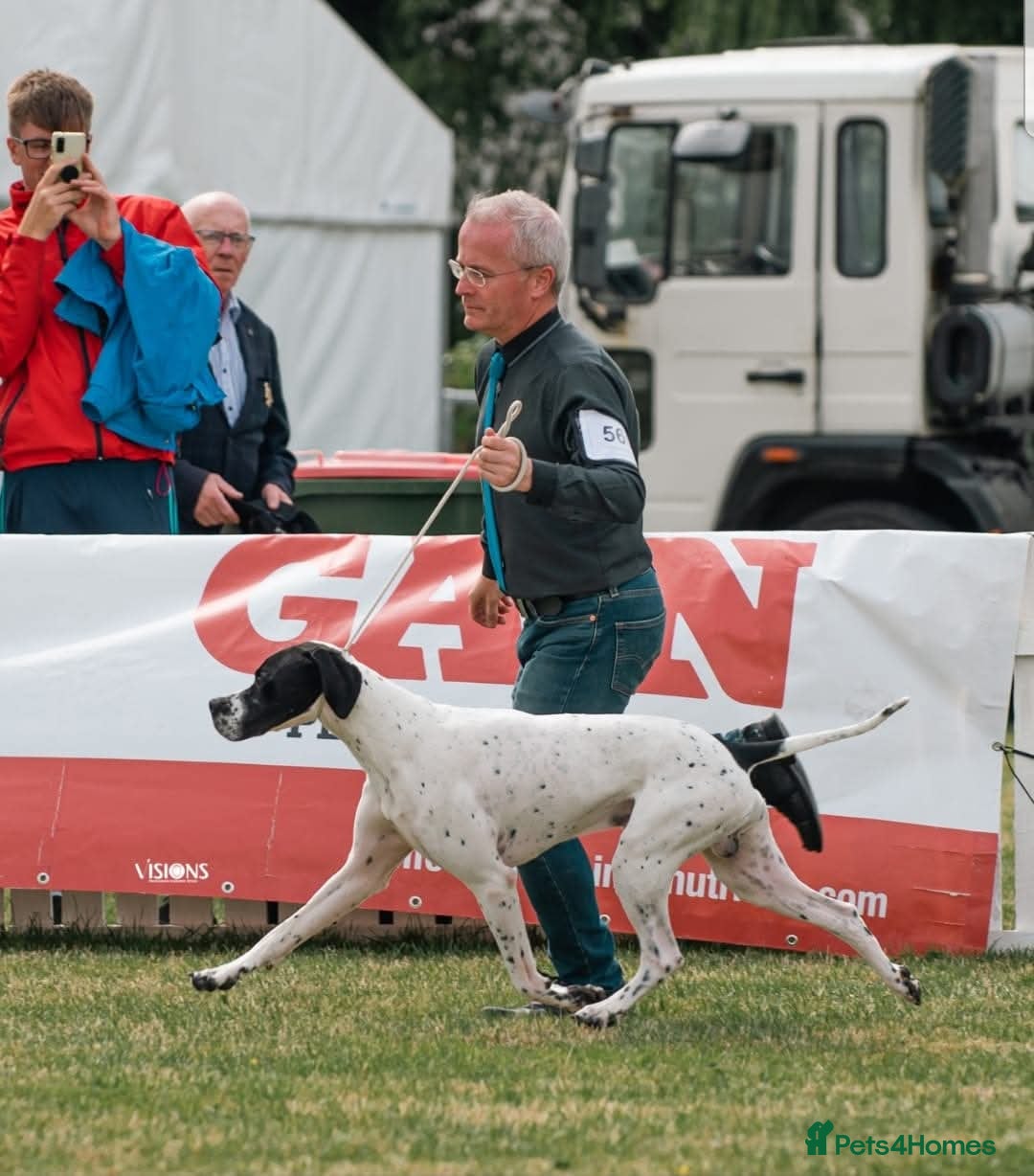 Pointer dogs for sale: 🪶 Pointer puppies 🪶 - Image 10