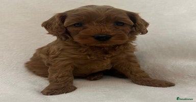 Cavapoo dogs - Advert 6