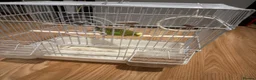 Budgerigars birds for sale: Budgie bird in London - Advert 2