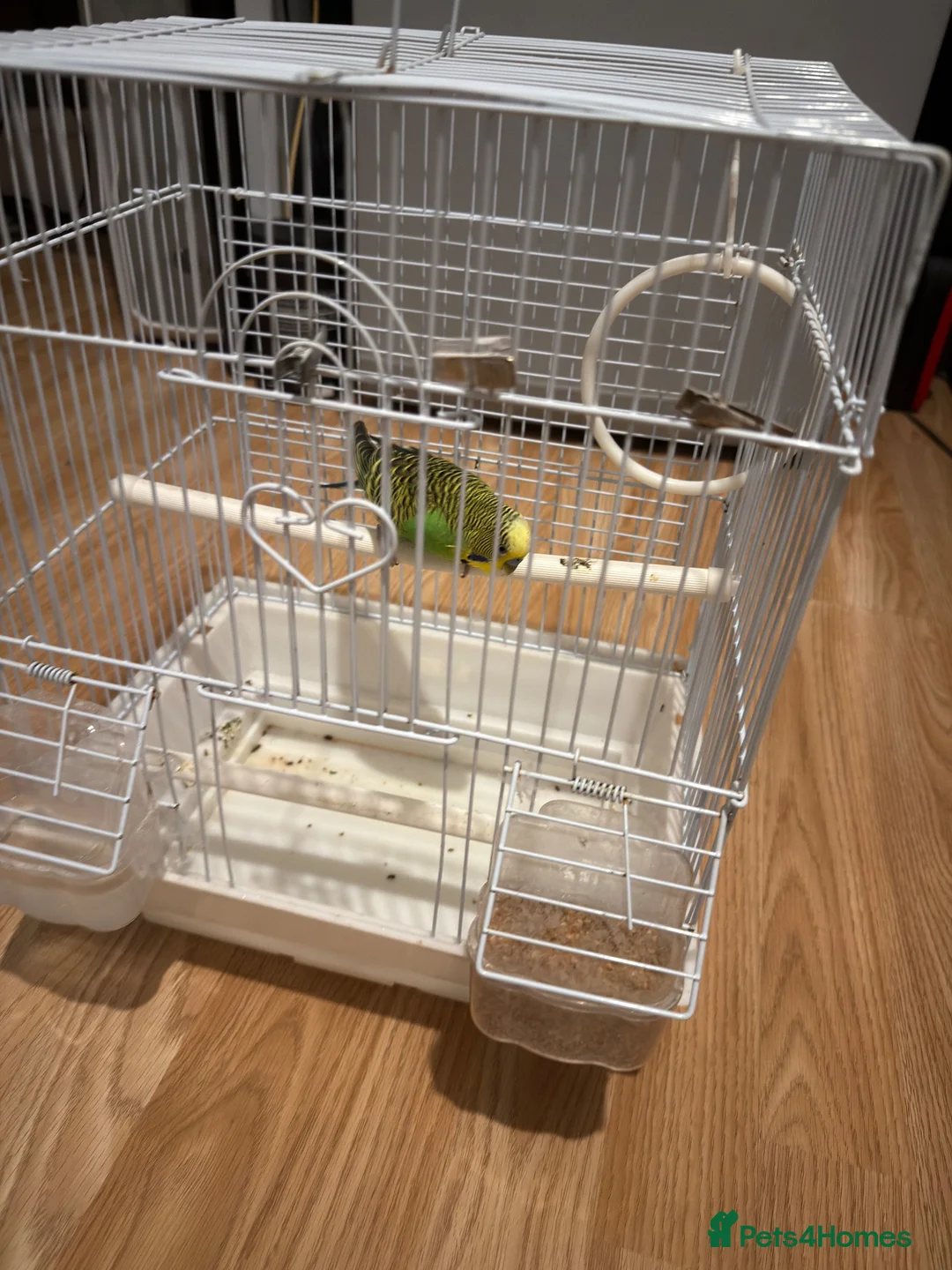Budgerigars birds for sale: Budgie bird in London - Advert 2