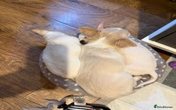 Chihuahua dogs for sale: Puppies chihuahuas 1 boy and 2 little princesses  - Image 22