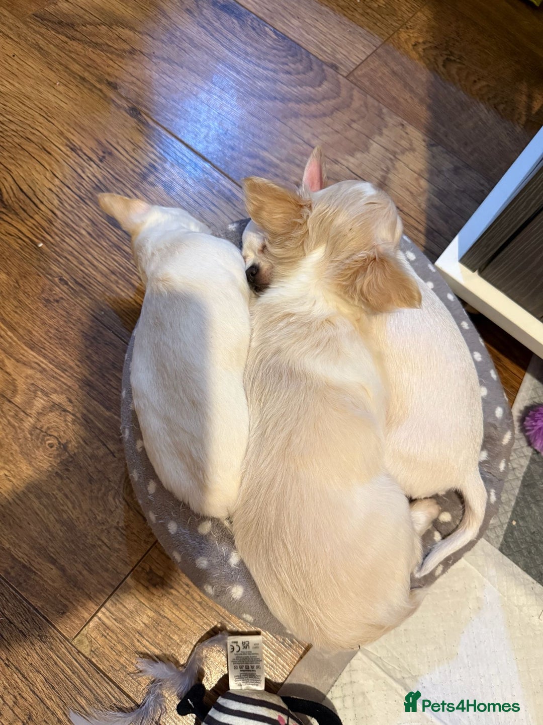 Chihuahua dogs for sale: Puppies chihuahuas 1 boy and 2 little princesses  - Image 22