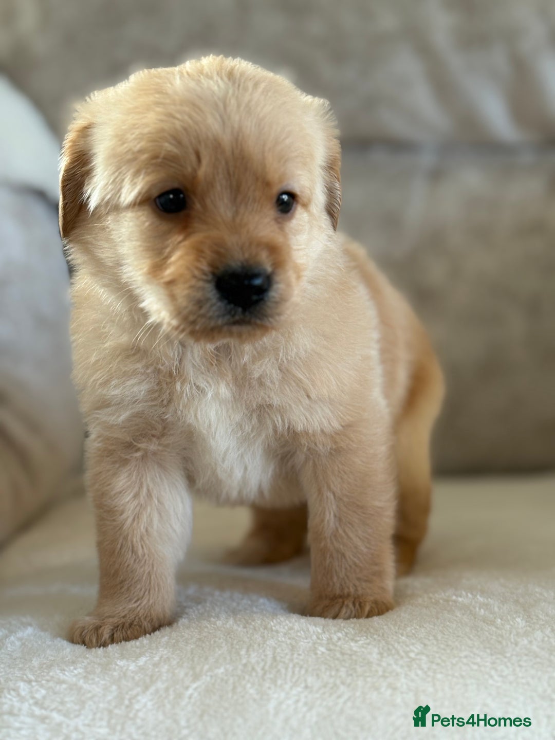 Labradoodle dogs for sale: Gorgeous f1 labradoodle puppies - Advert 9