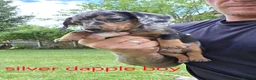 Miniature Dachshund dogs for sale: PRA CLEAR, KC REG MIN DACHSHUNDS  - Advert 19