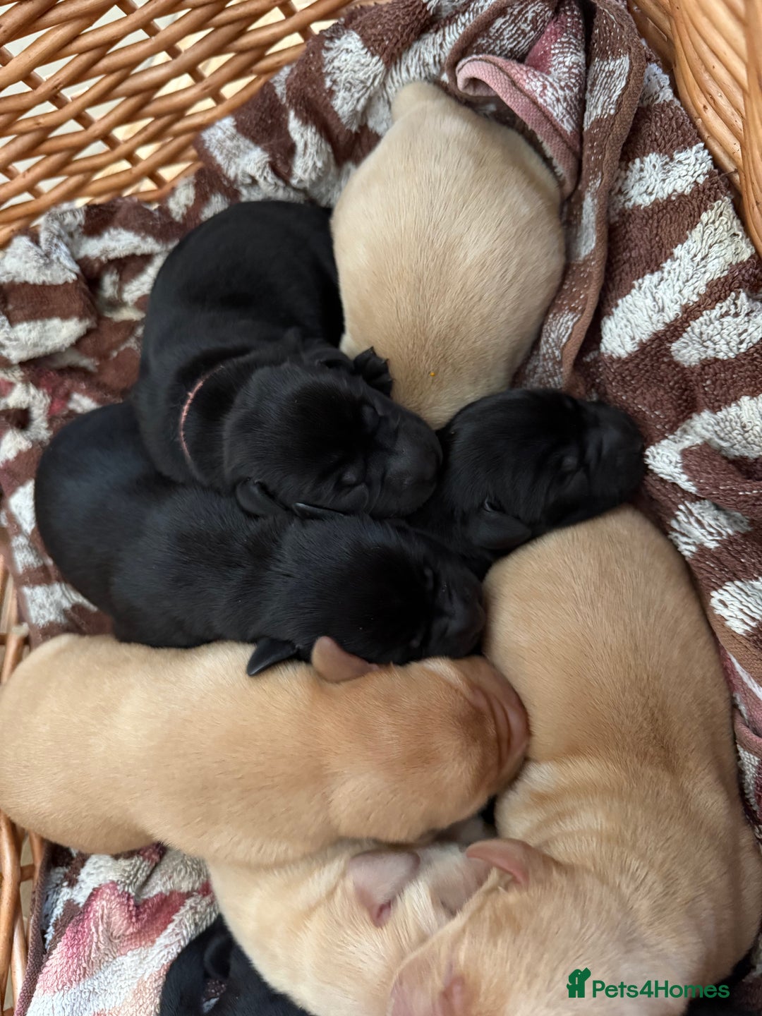 Labrador Retriever dogs for sale: Perfect lab puppy’s  - Image 11