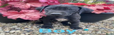 Mixed Breed Puppy 1