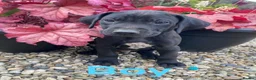 Mixed Breed dogs for sale: Stunning litter of Rhodesian Ridgeback x  puppies  - Advert 30