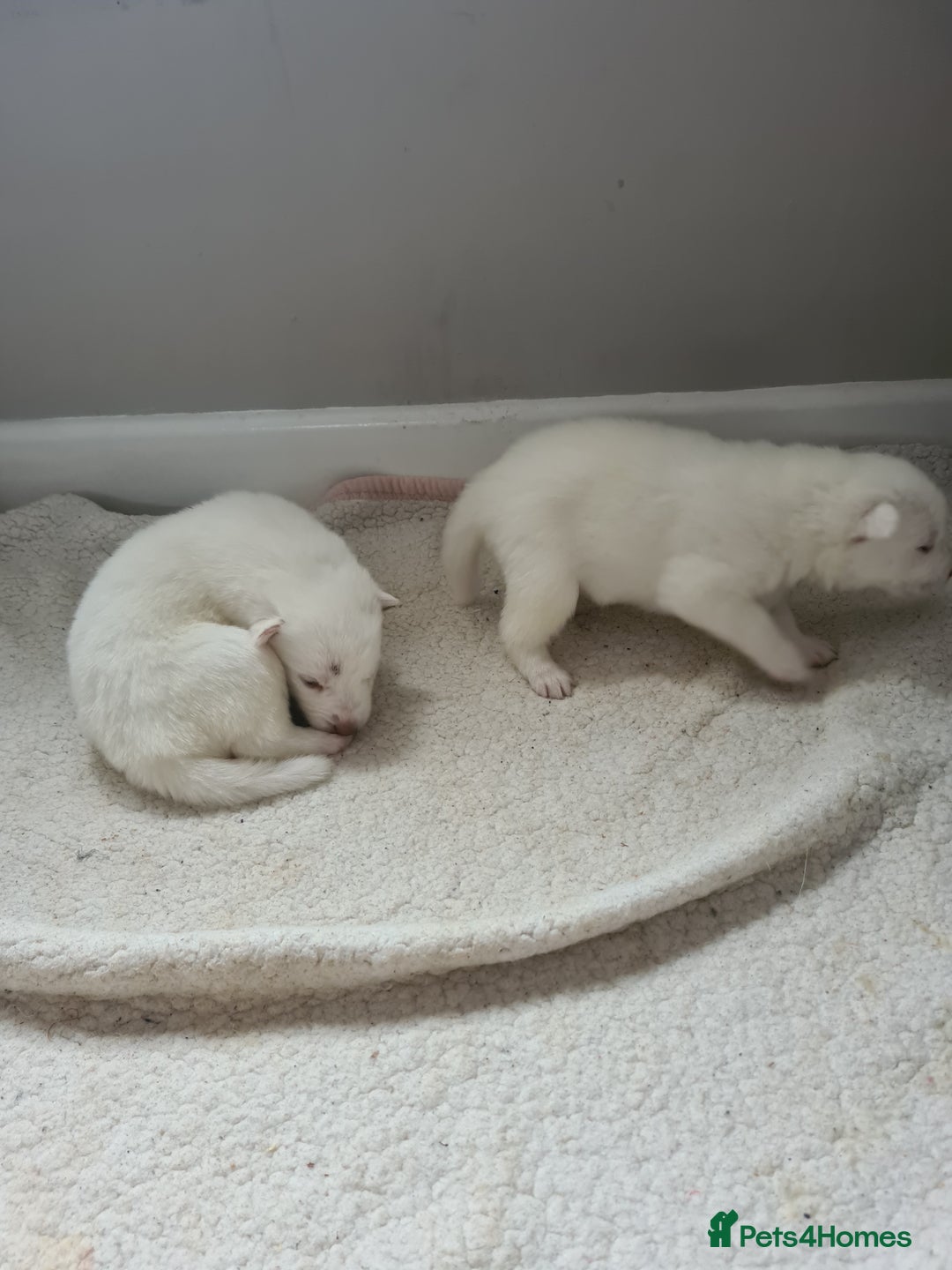Siberian Husky dogs for sale: Husky puppies - Image 6