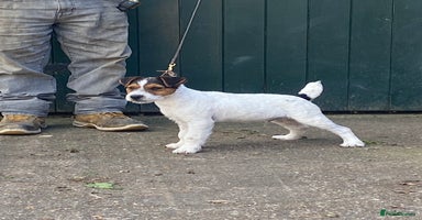 Jack Russell dogs - Advert 12