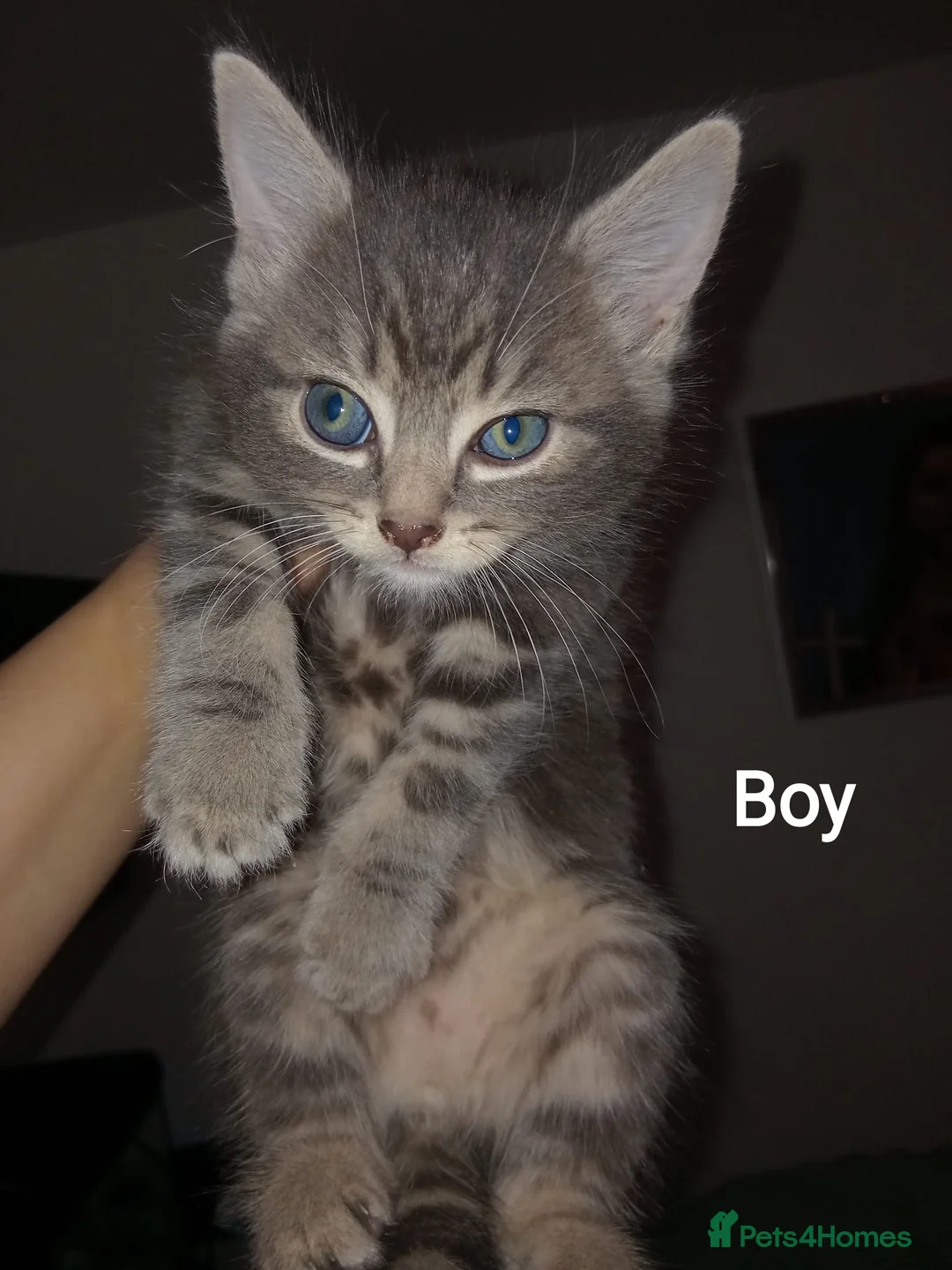 Bengal cats for sale: Kitten Bengal  - Advert 2