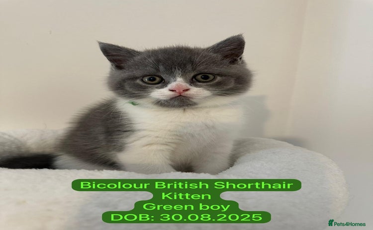 British Shorthair cats - Advert 3