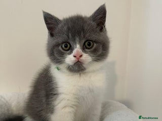 British Shorthair cats - Advert 32