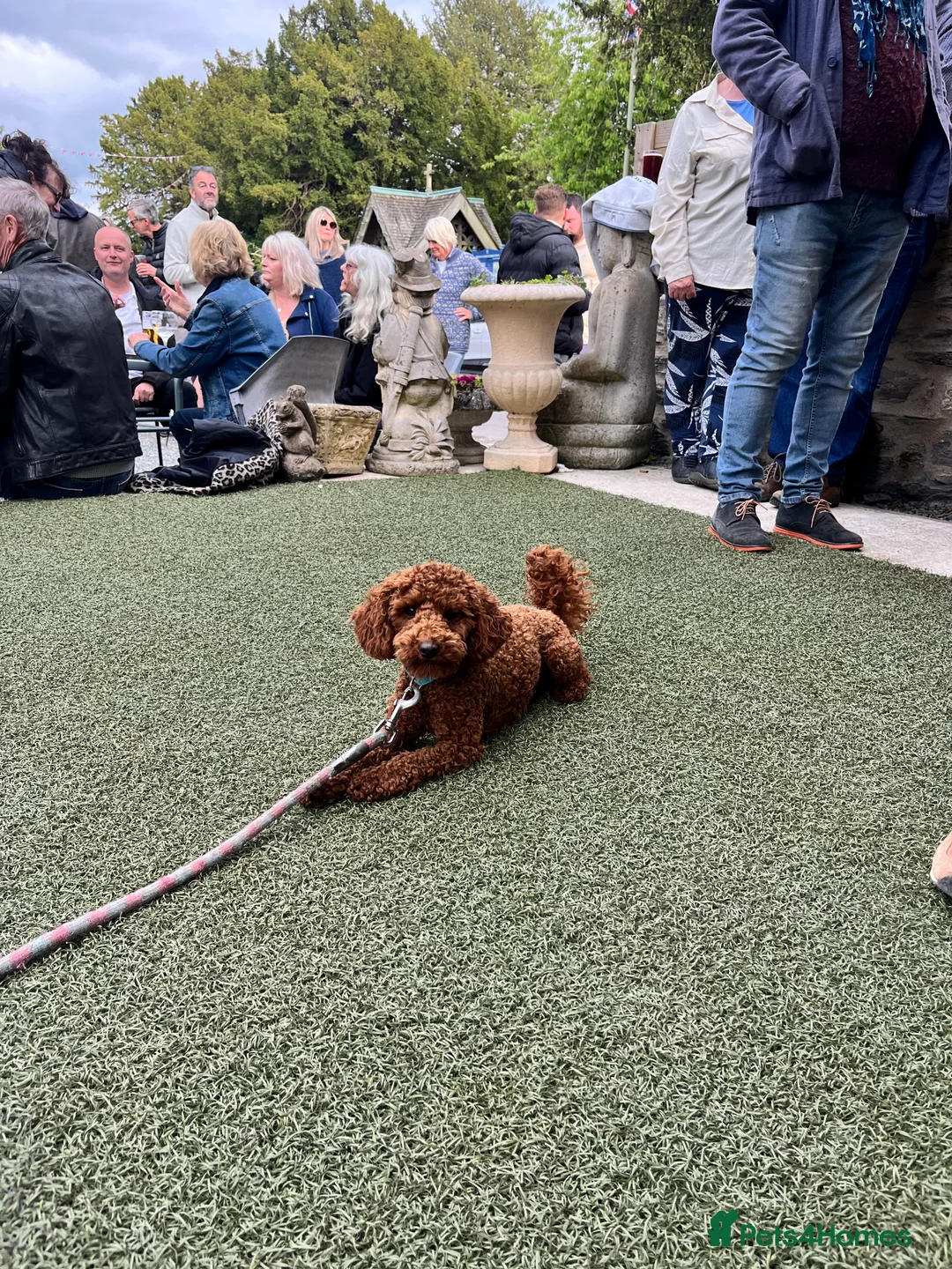 Cockapoo dogs for sale: Show Cockapoo F1b black boy left 5* breeder - Advert 15