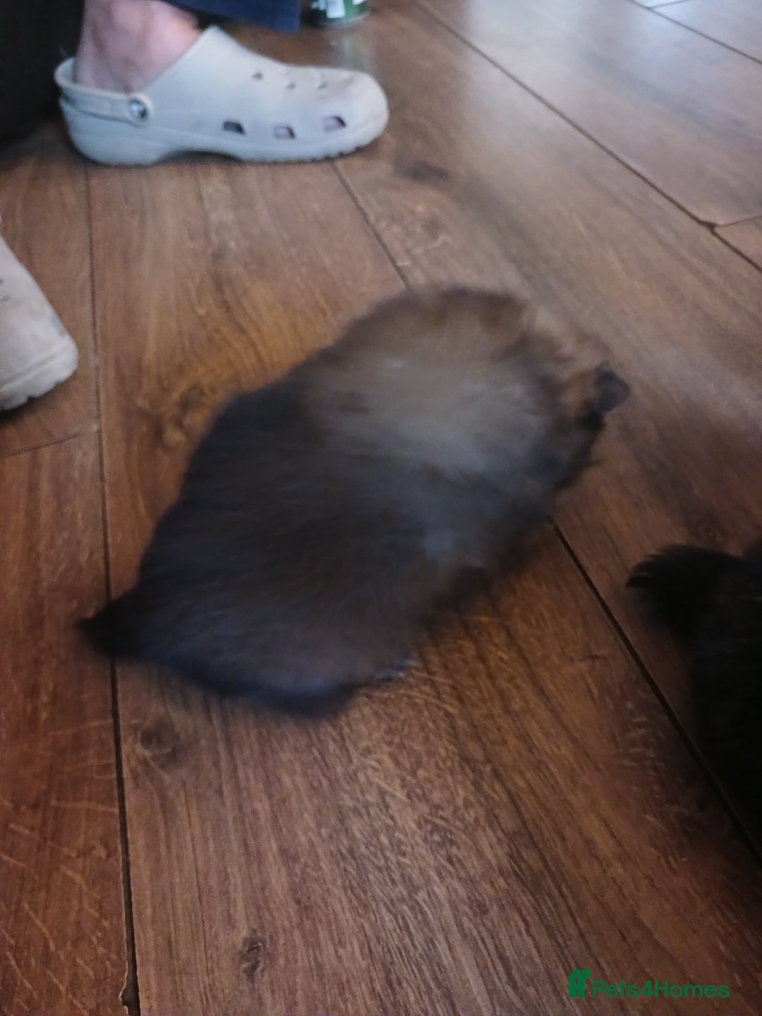Pomeranian dogs for sale: Pomerian pups  - Image 25