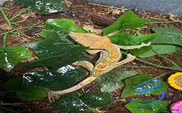 Gecko reptiles for sale: Baby crested geckos Birmingham - Advert 4