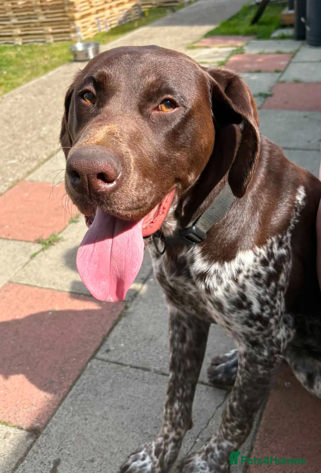 German Shorthaired Pointer dogs for sale: german shorthaired pointer - Advert 2