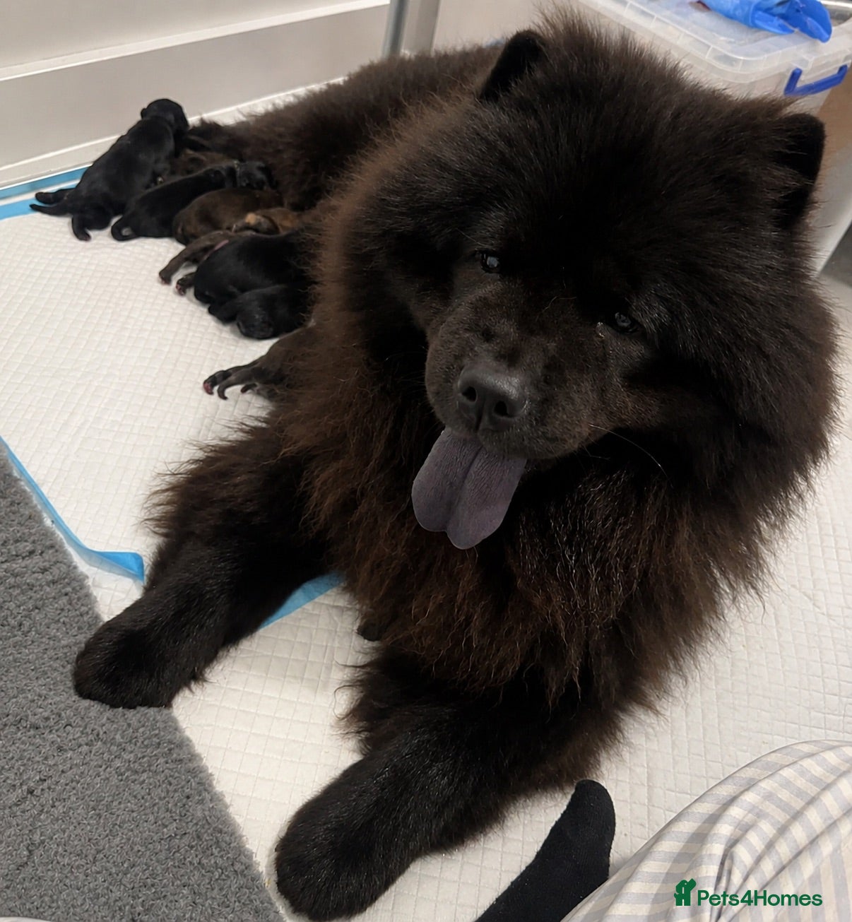 Chow Chow dogs Beautiful Chow Chow puppies  - Advert 3