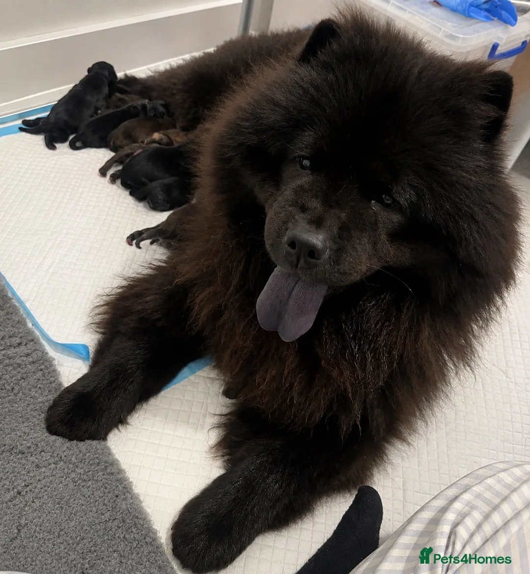 Chow Chow dogs for sale: Beautiful Chow Chow puppies  in Warrington - Advert 1
