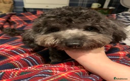 Toy Poodle dogs for sale: Asian Tiny Toy Poodle Boys (Light grey and Apricot in Romford - Image 8