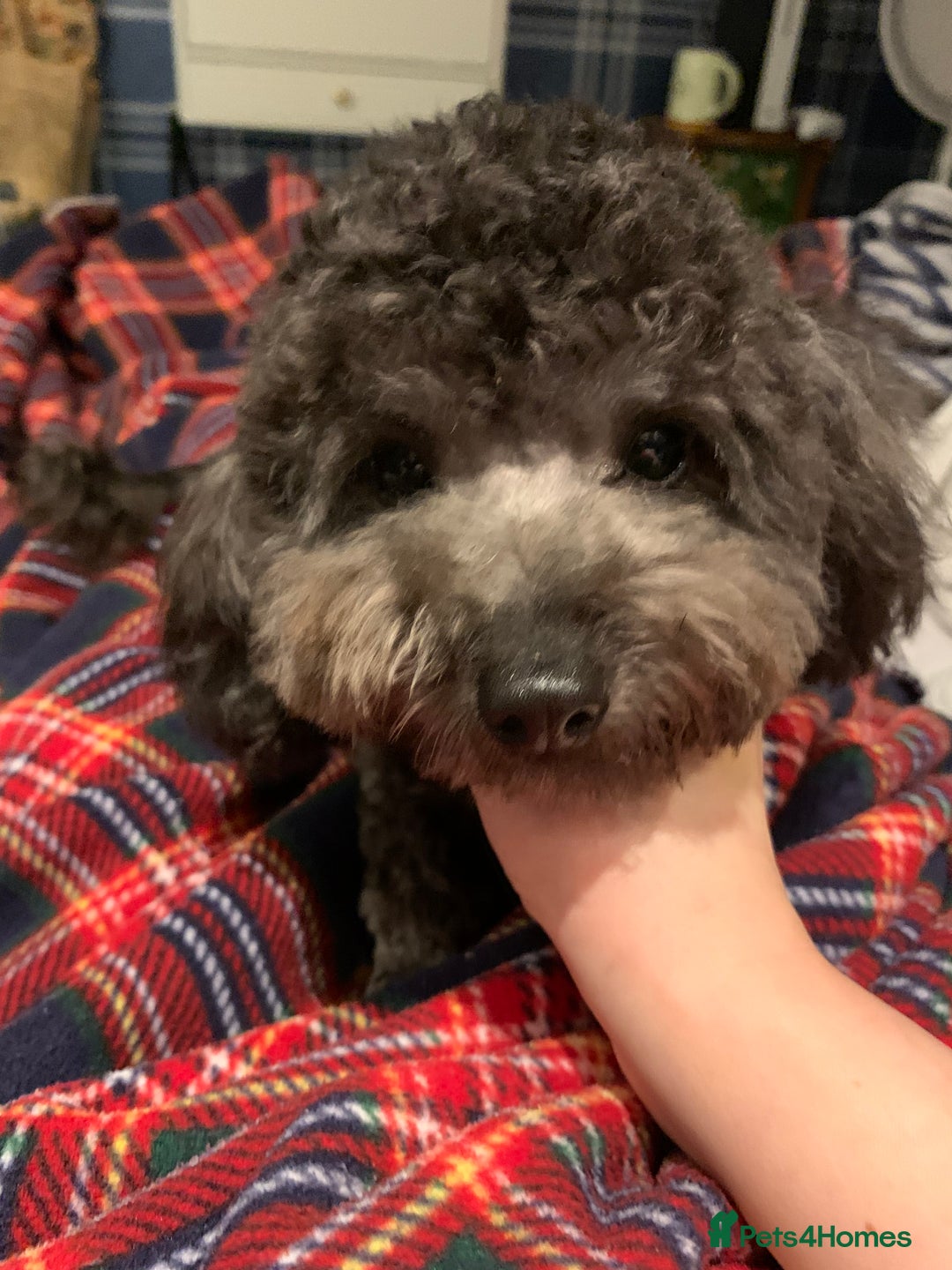 Toy Poodle dogs for sale: Asian Tiny Toy Poodle Boys (Light grey and Apricot in Romford - Image 8