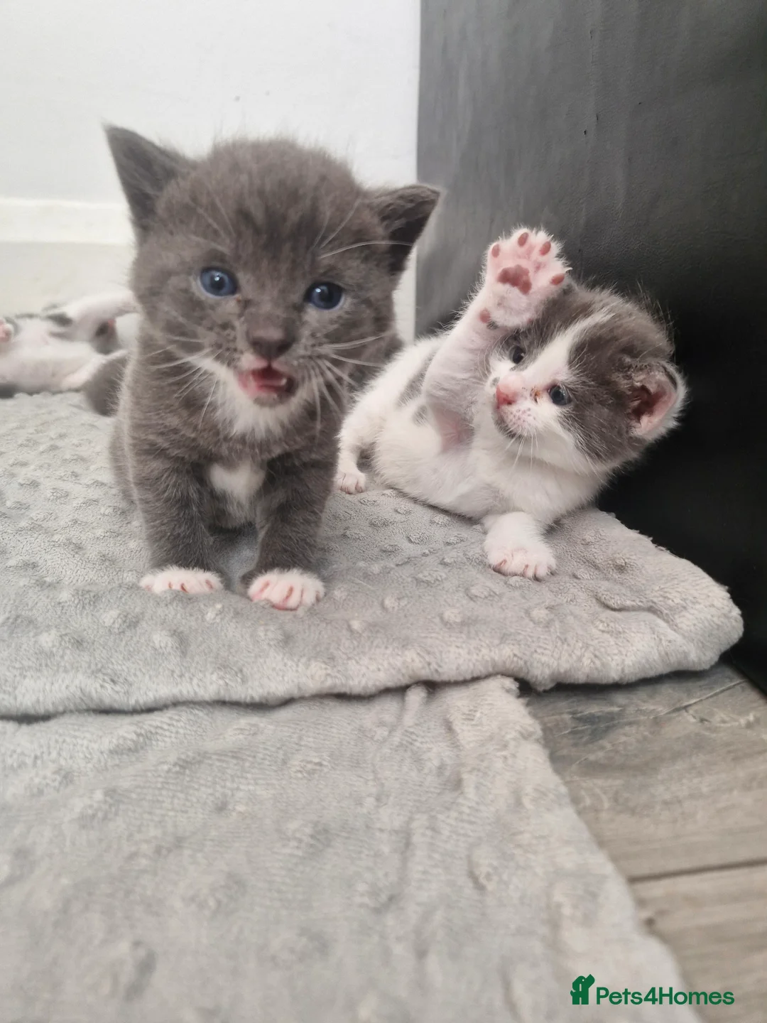 Domestic Shorthair cats for sale: 3 little princess and 3 little prince for sale  - Advert 2