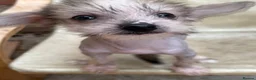 Chinese Crested dogs for sale: Hairless Chinese Cresteds  - Advert 6