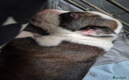 Mixed Breed dogs for sale: 8 beautiful huntaway x presa canario puppies  - Image 8