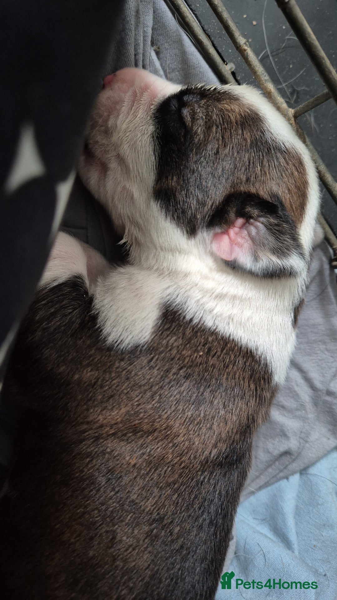 Mixed Breed dogs for sale: 8 beautiful huntaway x presa canario puppies  - Image 8