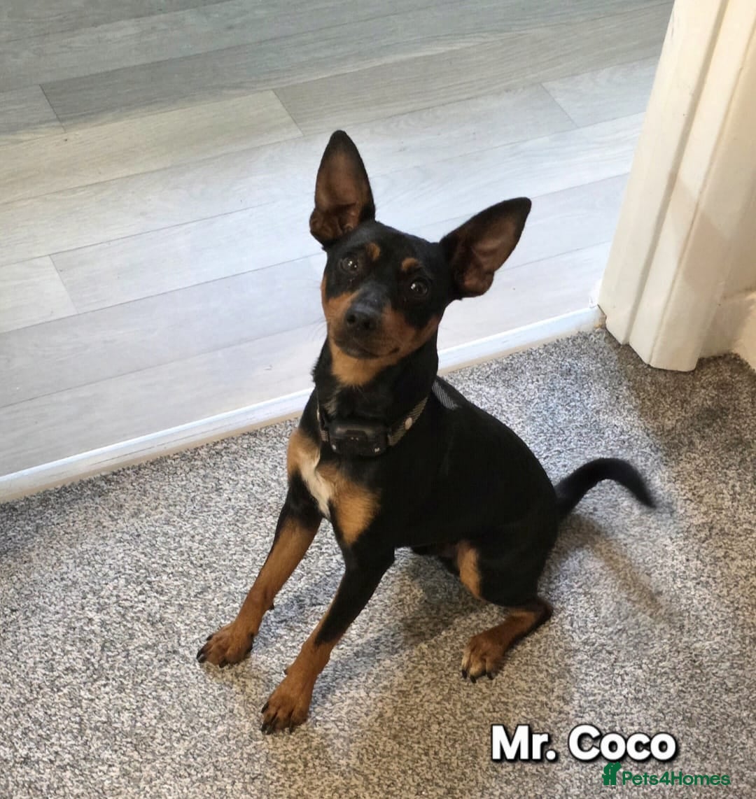Coco