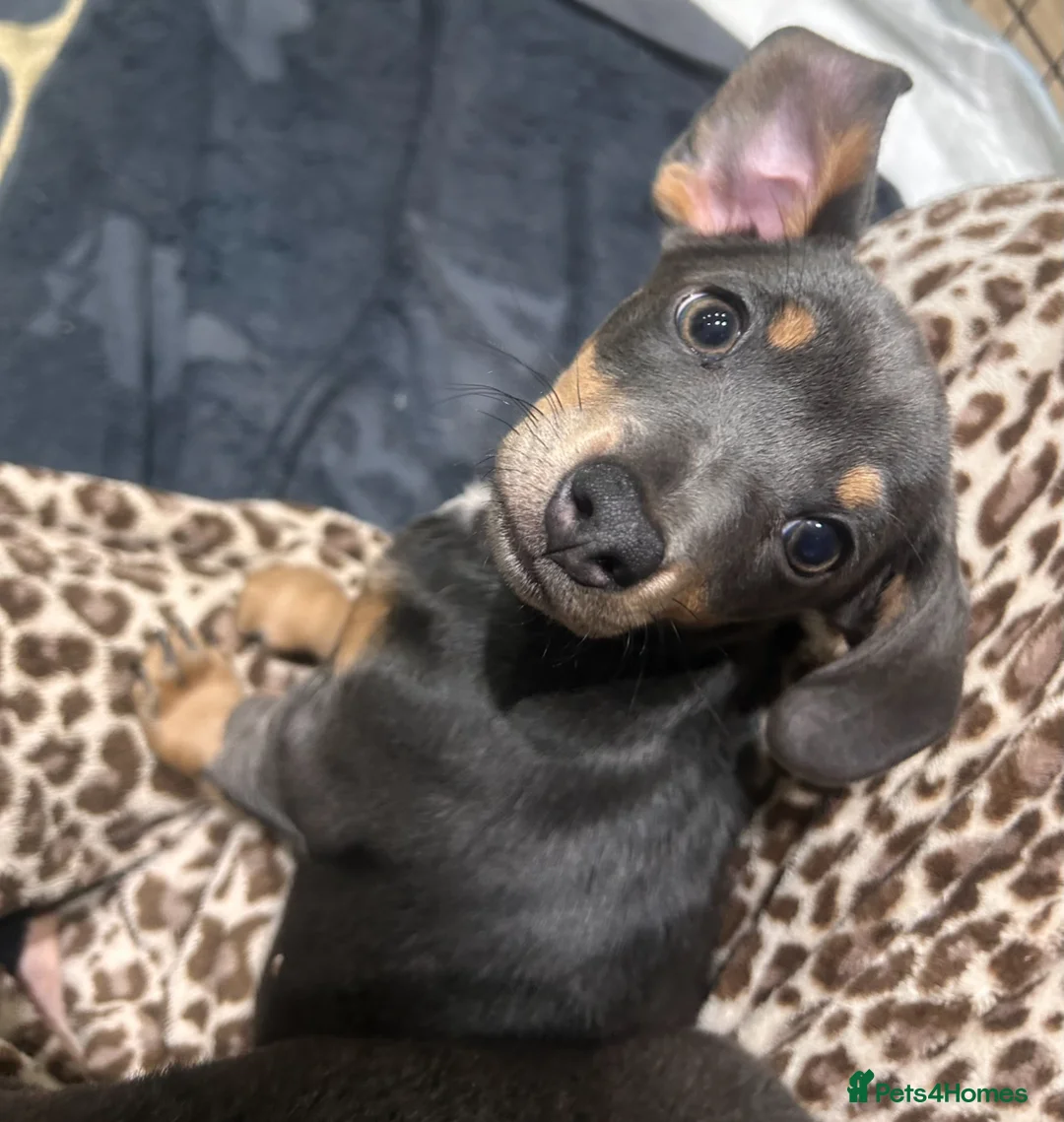 Chiweenie dogs for sale: Miniature Dachshund x Chihuahua  - Advert 6