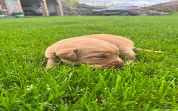 Labrador Retriever dogs for sale: KC Registered Fox Red Labrador puppies - Image 10