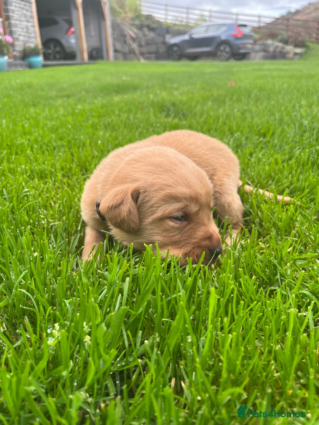 Labrador Retriever dogs for sale: KC Registered Fox Red Labrador puppies - Image 10