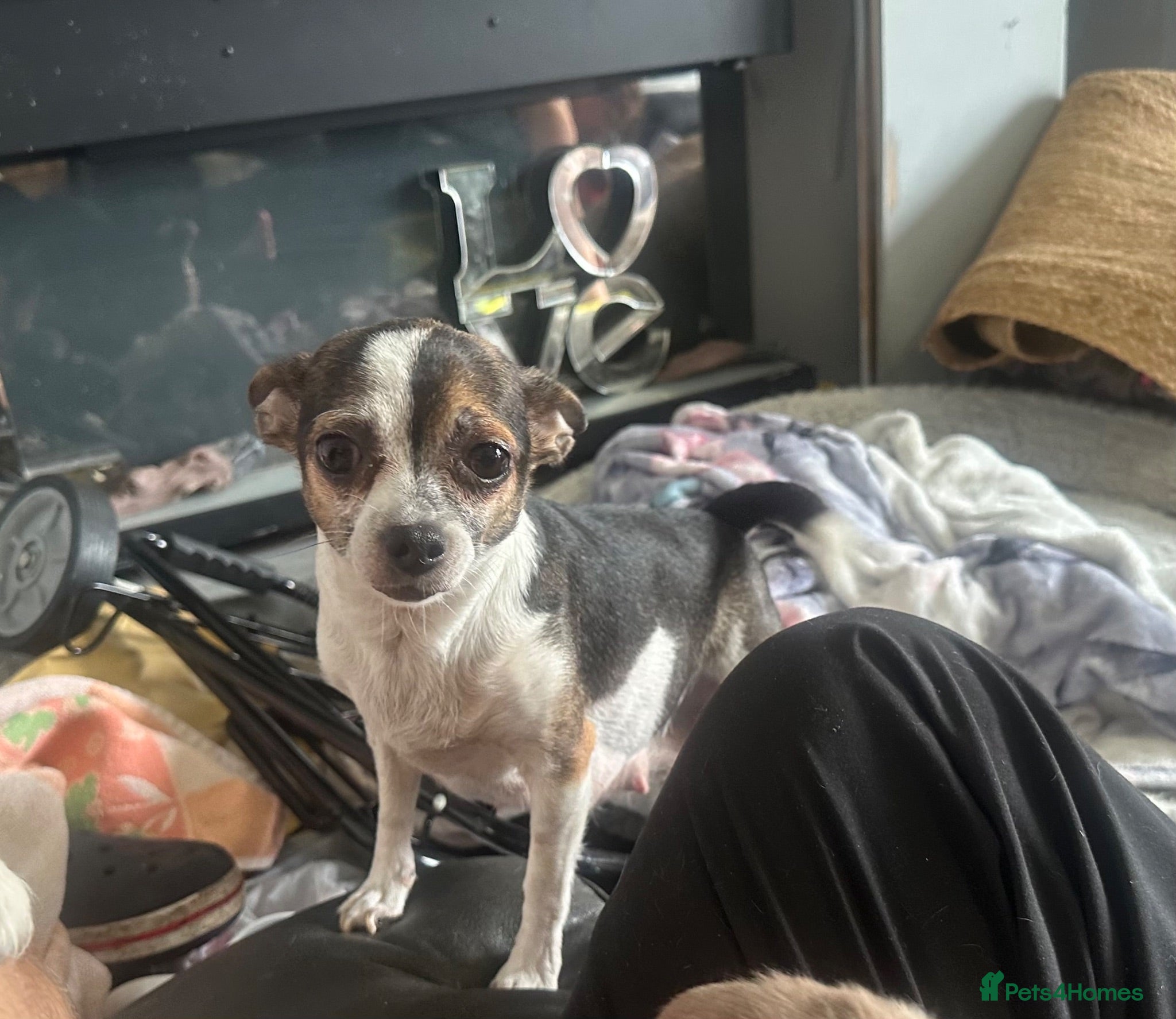 Chihuahua dogs Chihuahua puppies 2 boys & 1 girl, ready mid sept - Advert 1