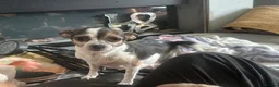Chihuahua dogs for sale: Chihuahua puppies 2 boys & 1 girl, ready mid sept in Doncaster - Advert 1