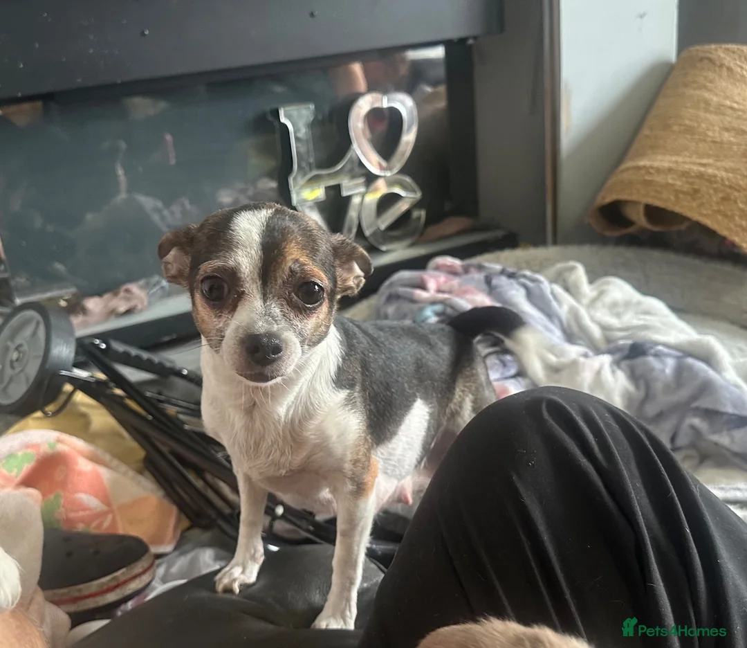 Chihuahua dogs for sale: Chihuahua puppies 2 boys & 1 girl, ready mid sept in Doncaster - Advert 1