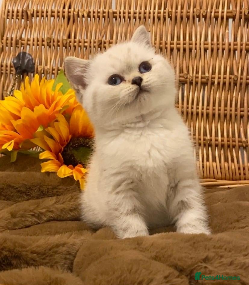 British Shorthair cats RARE SEAL LYNX PURE BRED BSH TEDDY BEARS - Advert 22