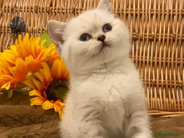 British Shorthair cats RARE SEAL LYNX PURE BRED BSH TEDDY BEARS - Advert 13