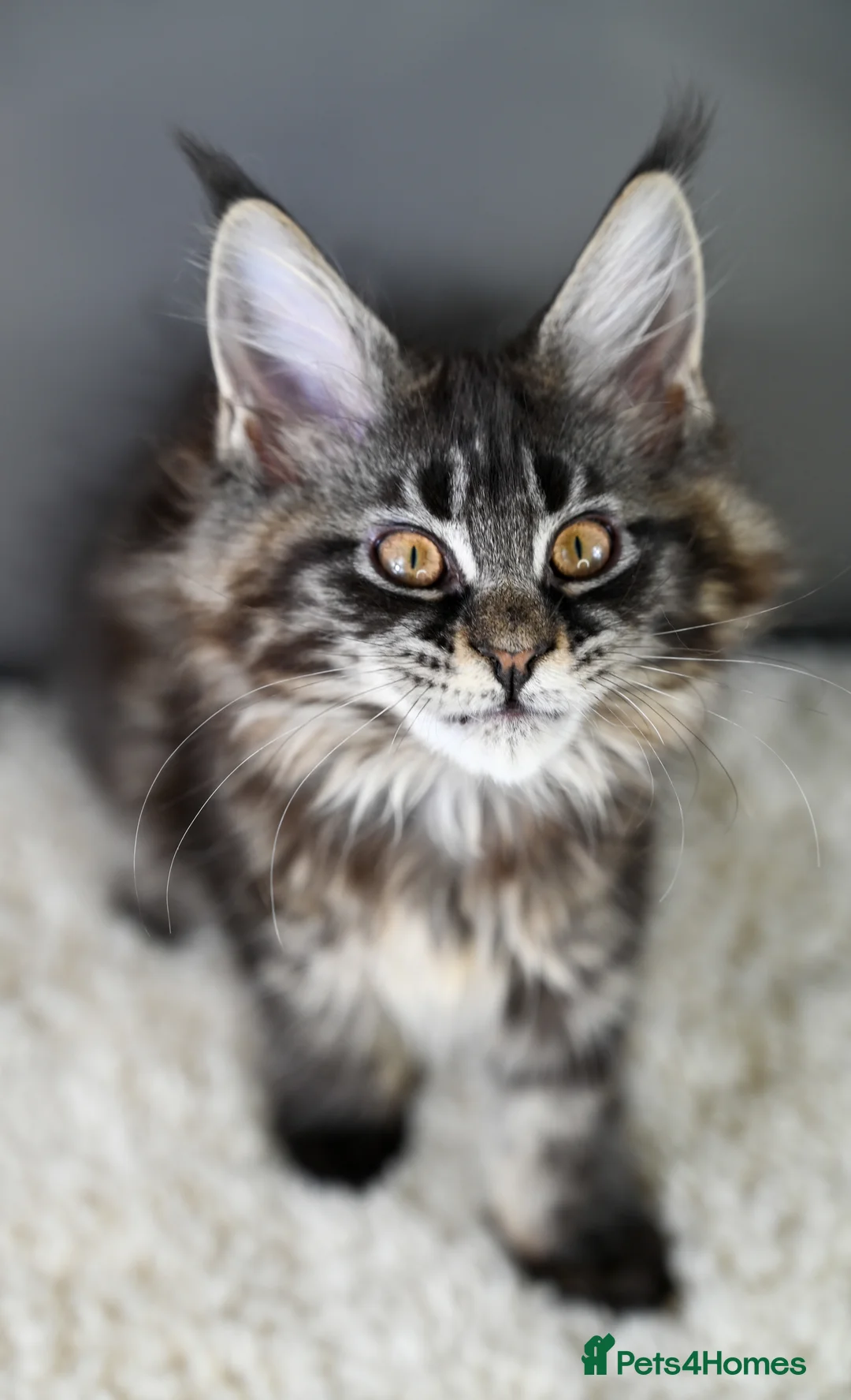 Maine Coon cats for sale: 🧬 STUNNING KITTENS - TICA REGISTERED 🎖️ - Advert 13