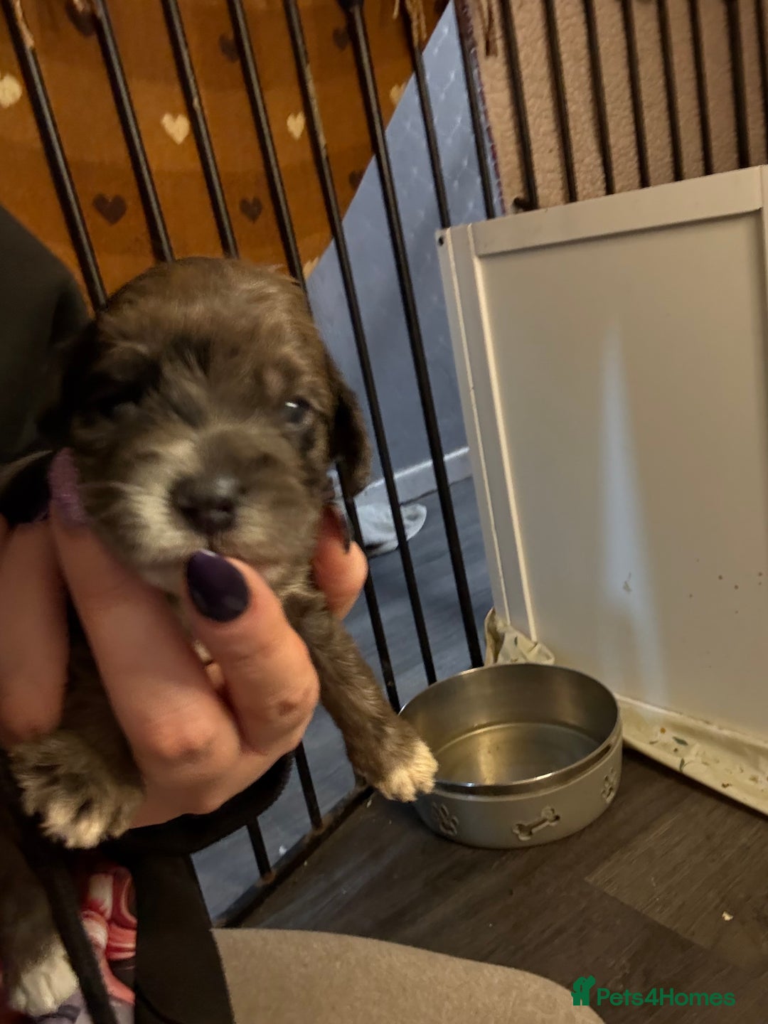 Cockapoo dogs for sale: 4 males and 1 female  - Advert 18