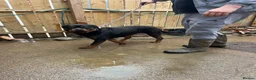 Rottweiler dogs for sale: 3 year old female Rottwieler  in Peterlee - Advert 3