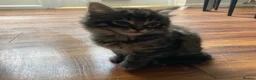Mixed Breed cats for sale: Adorable kittens  - Advert 15