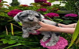 Labradoodle dogs for sale: One beautiful F1B Labradoodle puppy left!  - Image 19