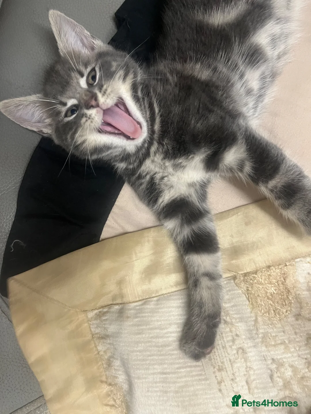 Norwegian Forest Cat cats for sale: 4 kitties ready for there new homes 🏠 - Advert 2